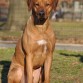 http://listadoderazasdeperrosygatos.blogspot.com/2015/02/raza-rhodesian-ridgeback.html